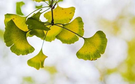 门前左边种什么树好 门前左边种什么树风水最好