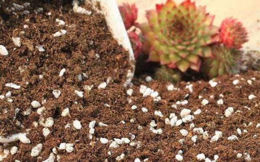 如何自制多肉肥料（如何自制多肉肥料视频）