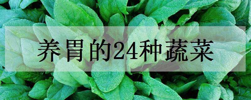 养胃的24种蔬菜 养胃护胃5种蔬菜