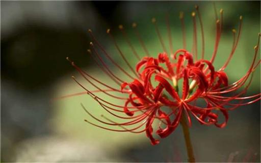 花的叶子变黄怎么救活（兰花叶子变黄枯萎怎么挽救）