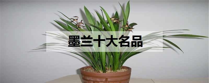 墨兰十大名品（墨兰十大名品哪个最香）