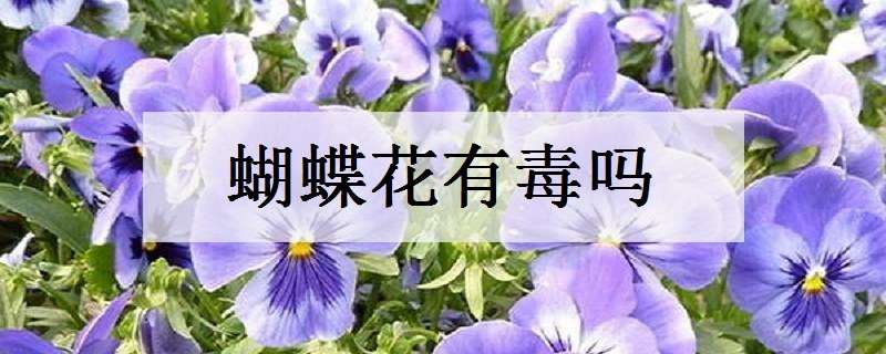 蝴蝶花有毒吗 蝴蝶花有毒吗可以养在室内吗