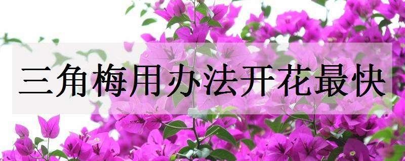 三角梅用什么办法开花最快（三角梅要怎么样才可以开花多）