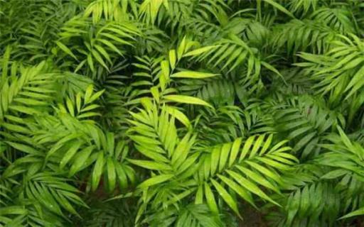 袖珍椰子怎么养（袖珍椰子怎么养才能更旺盛）