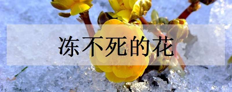 冻不死的花有哪些 冬季里最耐寒的15种花卉