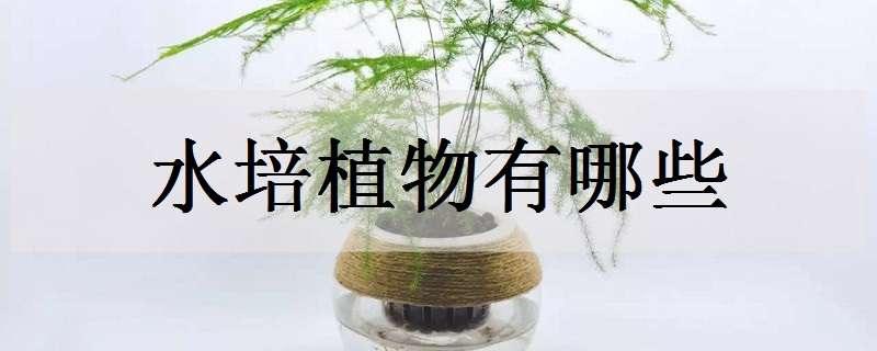 水培植物有哪些 适合室内水培植物有哪些