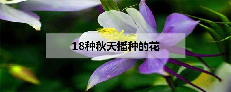 18种秋天播种的花有哪些（18种秋天播种的花有哪些图片）