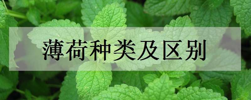 薄荷种类及区别有哪些 薄荷种类及区别有哪些品种