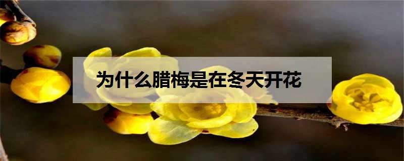 为什么腊梅是在冬天开花 为什么腊梅是在冬天开花的