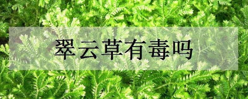 翠云草有毒吗（翠云草用途）