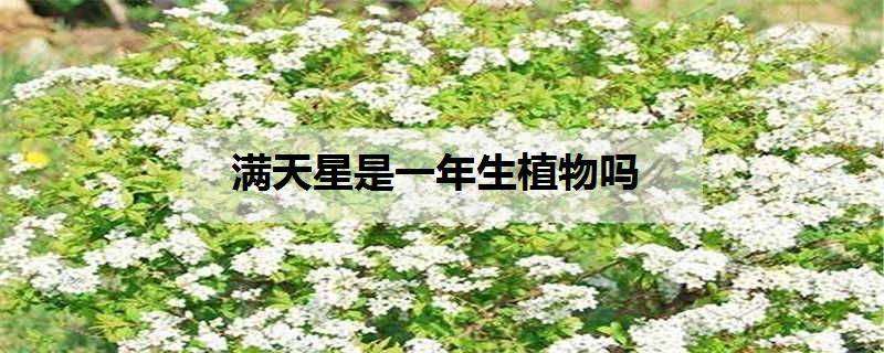 满天星是一年生植物吗 满天星属于一年生植物吗