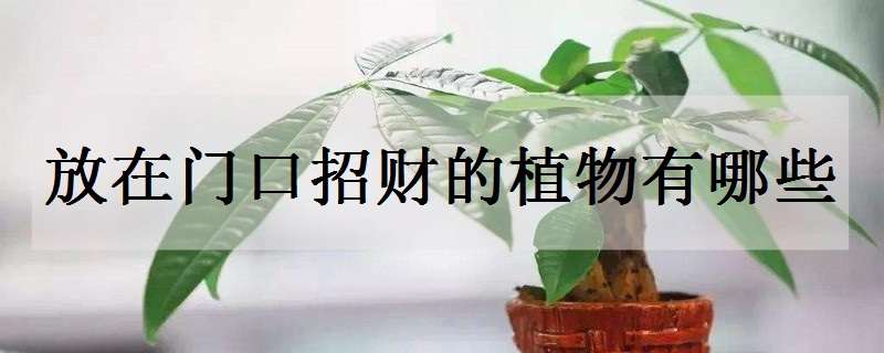 放在门口招财的植物有哪些 门口放什么植物招财