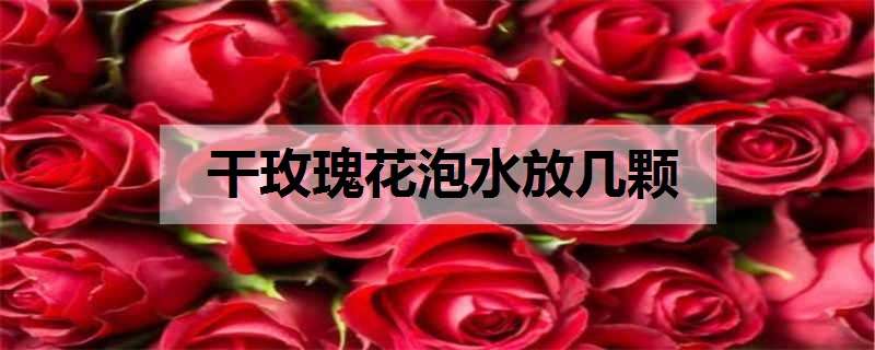 干玫瑰花泡水放几颗（干玫瑰花泡水放几颗加水多少）