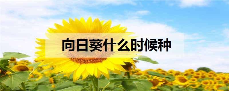 向日葵什么时候种 向日葵什么时候种什么时候开花