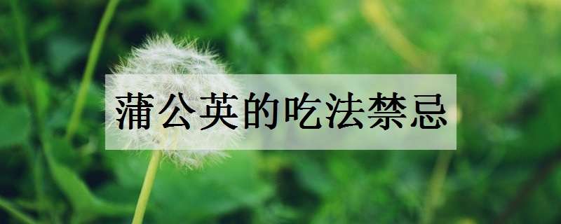 蒲公英的吃法禁忌 野菜蒲公英的吃法禁忌