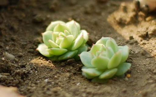 多肉静夜的花语是什么（静夜多肉植物）