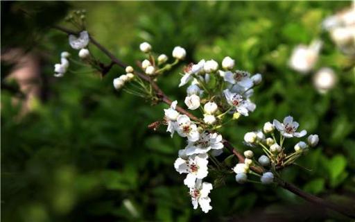 南方种植什么果树好（南方地区种什么果树最好）