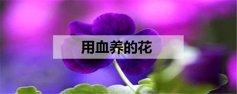 用血养的花 用血养的花叫什么