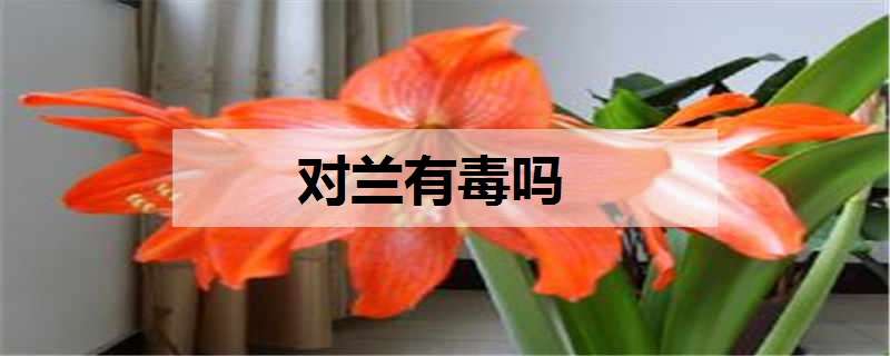 对兰有毒吗（对兰又叫什么名字）