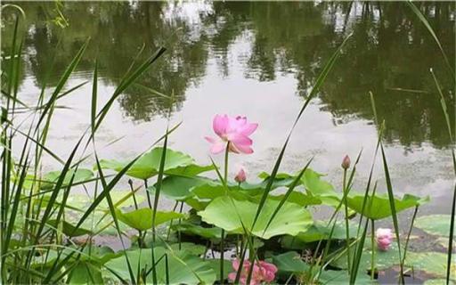 农村旧水缸养荷花的方法 老式水缸种荷花