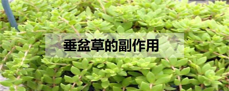 垂盆草的副作用是什么（垂盆草的副作用是什么?）