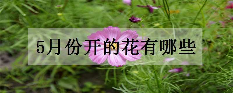 5月份开的花有哪些 5月份开的花有哪些花