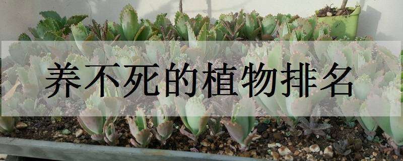 养不死的植物排名（一年不浇水不死的植物）