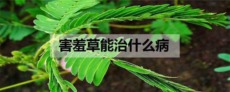 害羞草能治什么病 害羞草能治病吗?