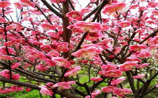 庭院种梅花聚财吗（庭院种梅花树风水好）