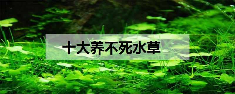 十大养不死水草 十大养不死水草绿菊