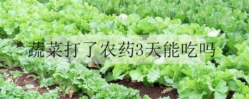 蔬菜打了农药3天能吃吗 蔬菜打了农药3天能吃吗视频