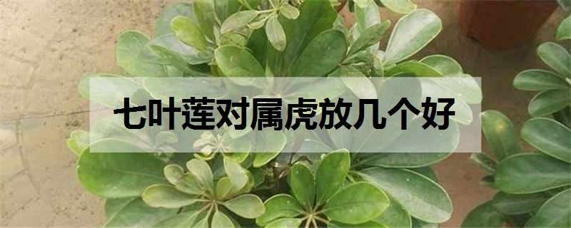 七叶莲对属虎放几个好（属虎人养七叶莲禁忌）