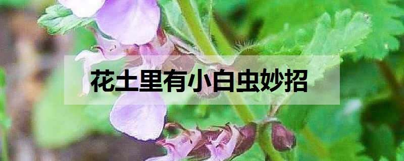 花土里有小白虫妙招 花土里有小白虫妙招烟头