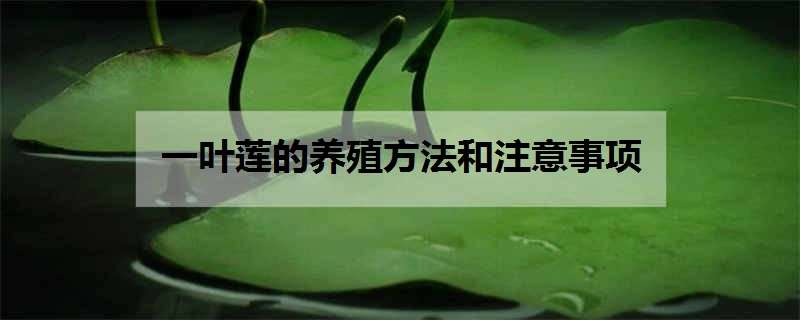 一叶莲的养殖方法和注意事项 一叶莲的养殖方法和注意事项花百科