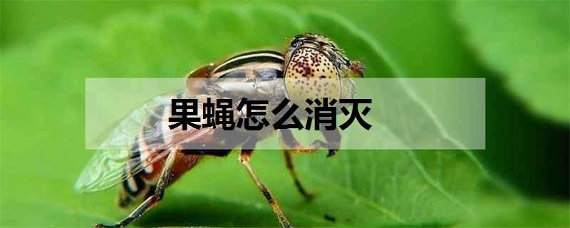 果蝇怎么消灭（室内有果蝇怎么消灭）