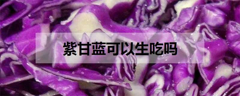 紫甘蓝可以生吃吗（超市买的紫甘蓝可以生吃吗）