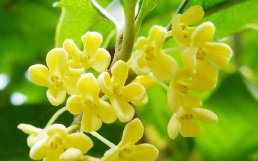 桂花树有公母之分吗（桂花树有没有公的）