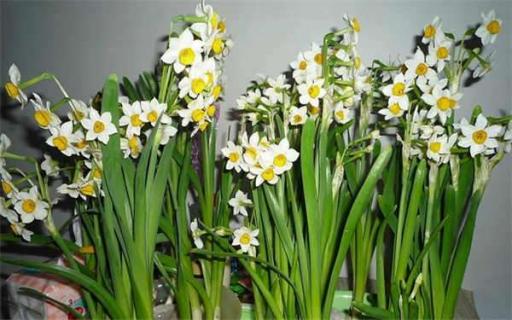 水仙花什么时候开花（水仙花什么时候开花?）