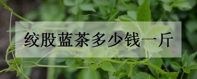 绞股蓝茶多少钱一斤（绞股蓝茶多少钱一斤?能现在发货吗?）