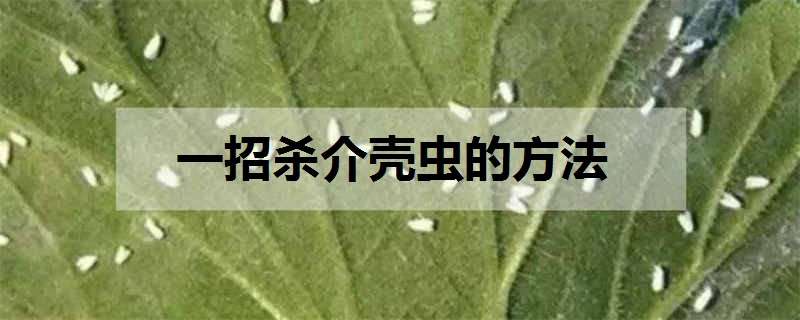 一招杀介壳虫的方法 杀介壳虫特效药