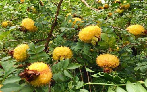 刺梨泡水喝的功效（山楂刺梨泡水喝的功效）