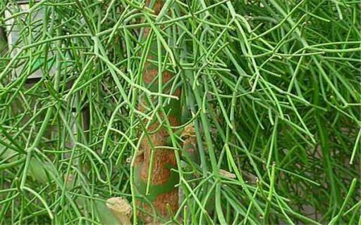 光棍树冬季如何浇水 光棍树冬天怎么浇水