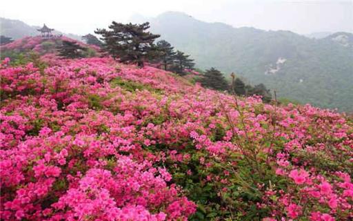 杜鹃花什么季节开花（杜鹃花期是几月份）