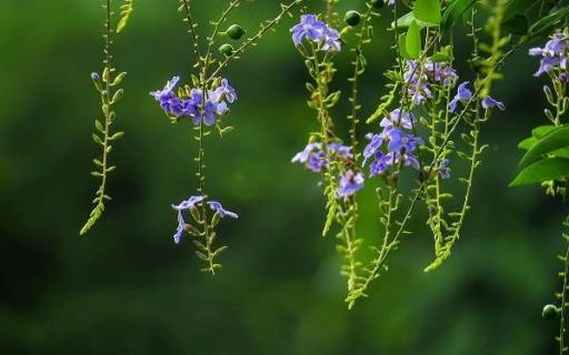 金露花的养殖方法有哪些 金露花好养活吗