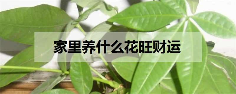 家里养什么花旺财运（家里养什么花旺财运最好）