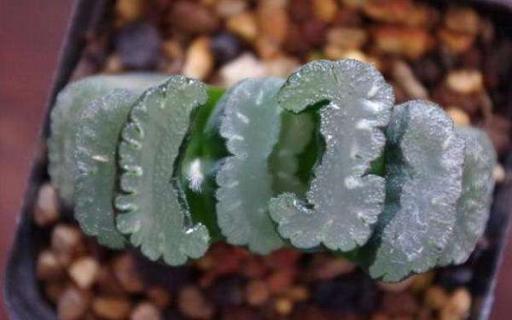 多肉植物玉扇怎么养 多肉植物玉扇的繁殖方法