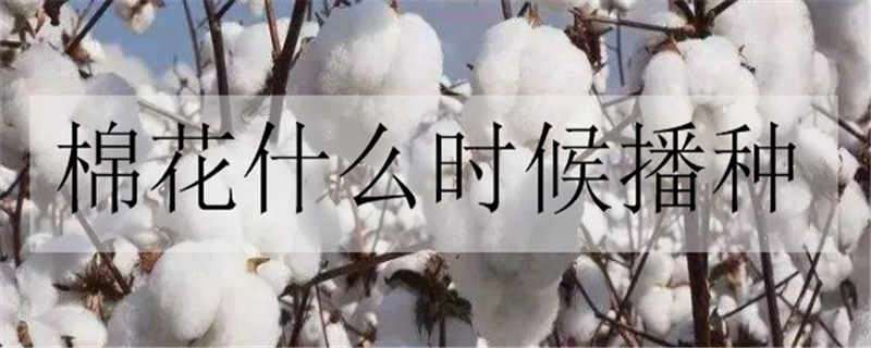 棉花什么时候播种 棉花什么时候播种子