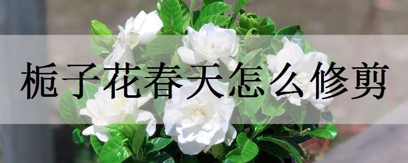 栀子花春天怎么修剪