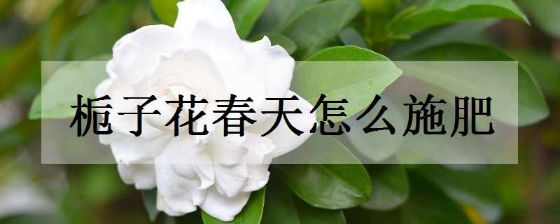 栀子花春天怎么施肥 栀子花春天怎么施肥最好