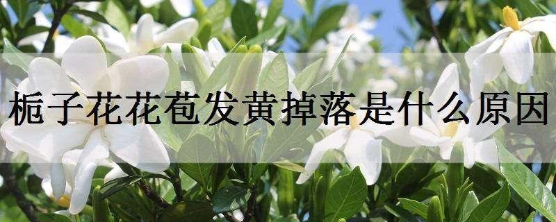 栀子花花苞发黄掉落是什么原因（栀子花花苞掉落是什么原因）